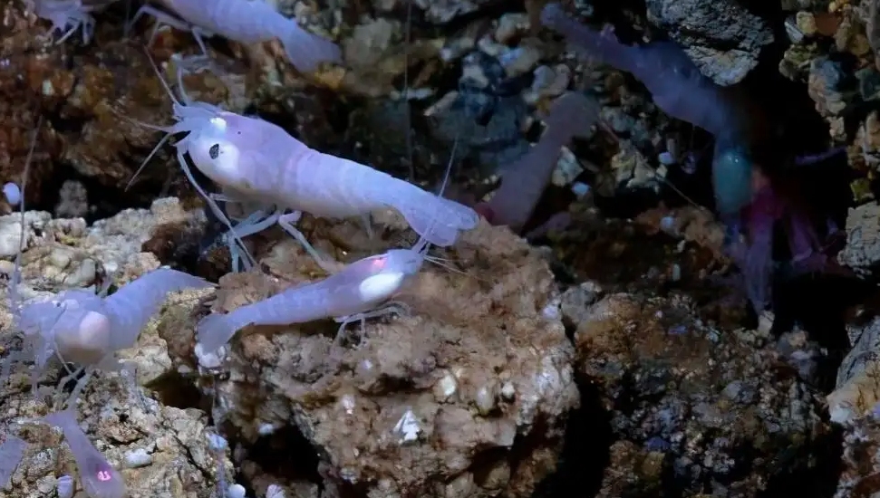 热液盲虾生活在450℃海底热泉旁，数量惊人，能不能用来烫火锅？