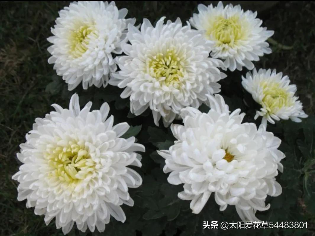 别再养这五种花了好看却难养,新手一定要养的十种花