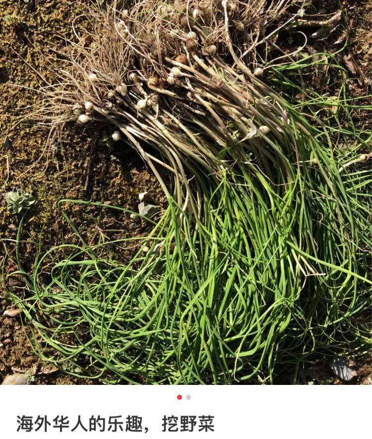 华人美国挖野菜，吃罚单？在纽约是这样挖蕨菜、韭菜、荠菜的