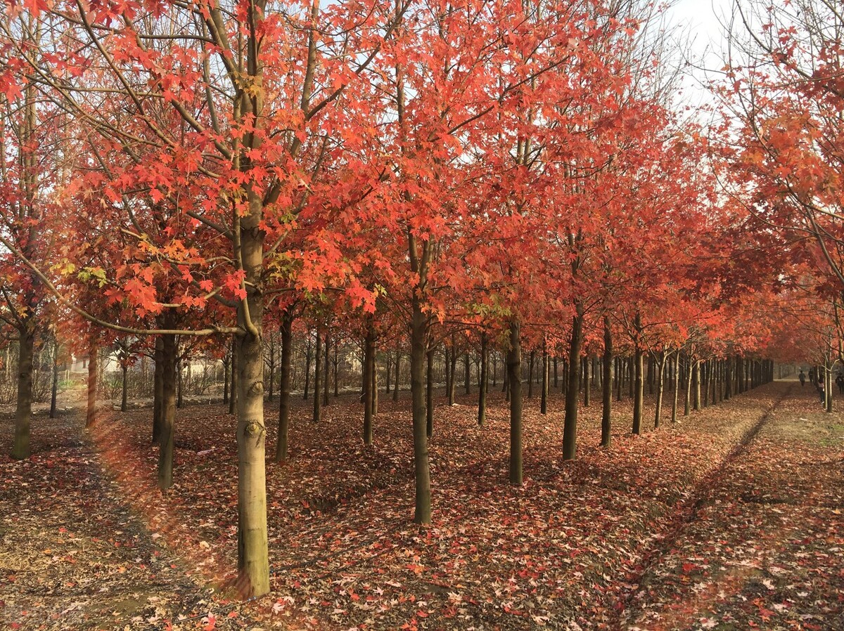 秋日上海好去处,上海秋日风景
