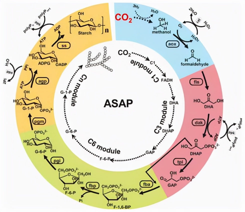 人工合成淀粉的新闻资料,人工合成淀粉新闻头条