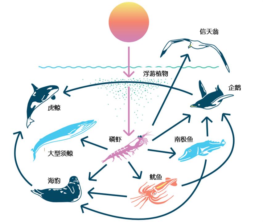 南极十亿吨磷虾资源争夺战,南极和中国比拼