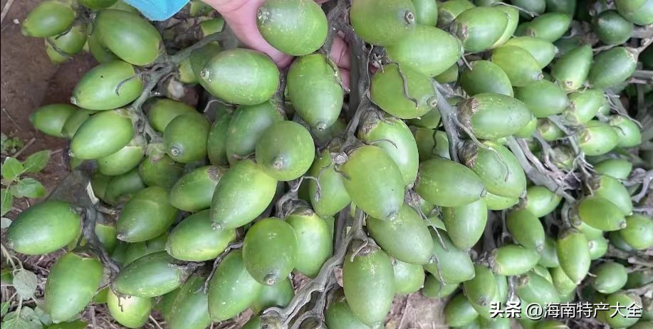 海南今日11月20号槟榔青果行情 (五年后海南槟榔行情会好吗)