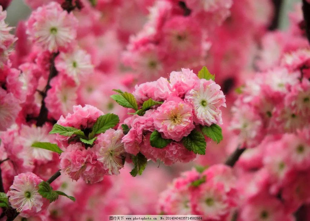 多彩多姿的春天,优美的风景美丽的春天