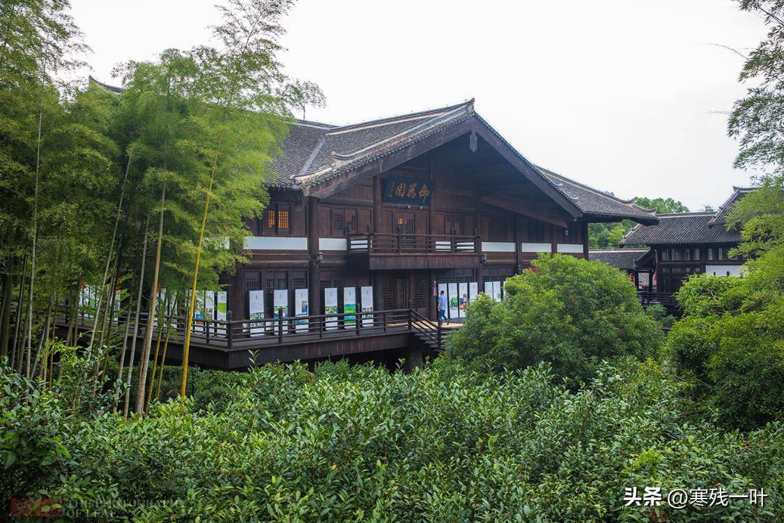 我国历史上出现最早的茶,中国排名第一的茶是什么茶