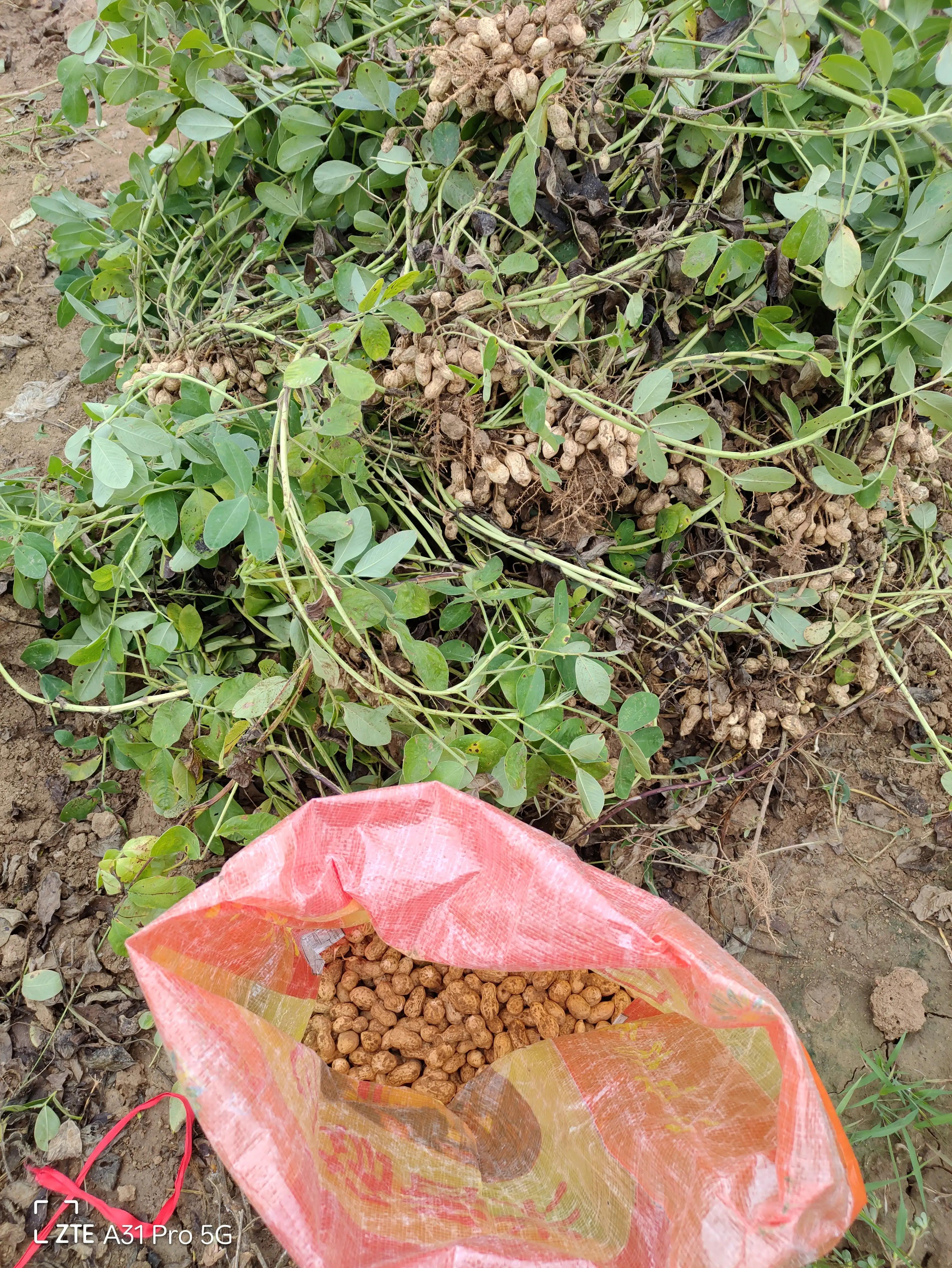 落花生的原名,落花生是什么意思