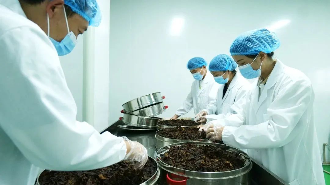 本草源黄精“一二三产”融合发展——腾冲本草源生物科技有限公司
