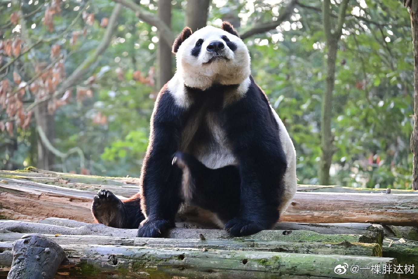 不高的高高和他不白的老婆白云——91年出生的童颜女神大熊猫白云