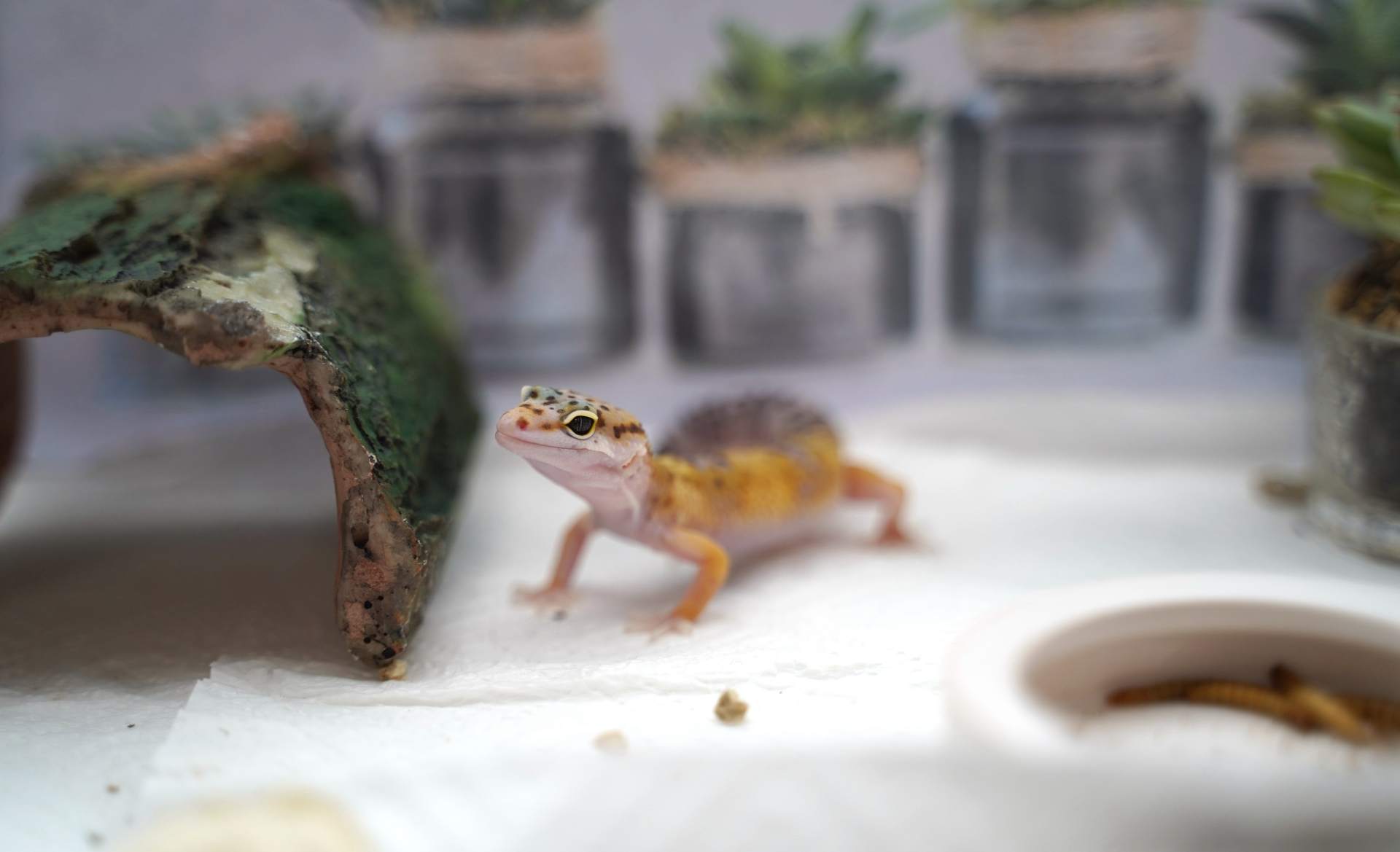 猫狗不停，除了猫狗，这些小可爱，你家的娃都养过了吗？