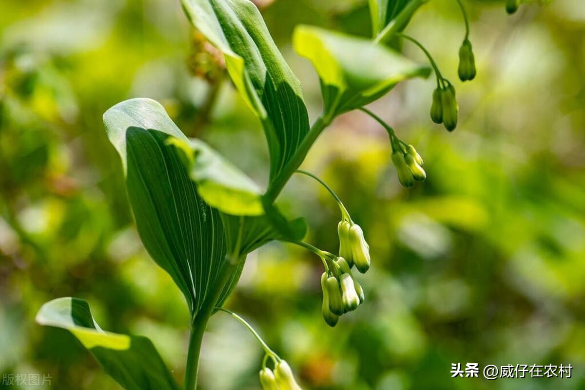 种植5亩黄精成本和利润,种植5亩黄精亩产成本