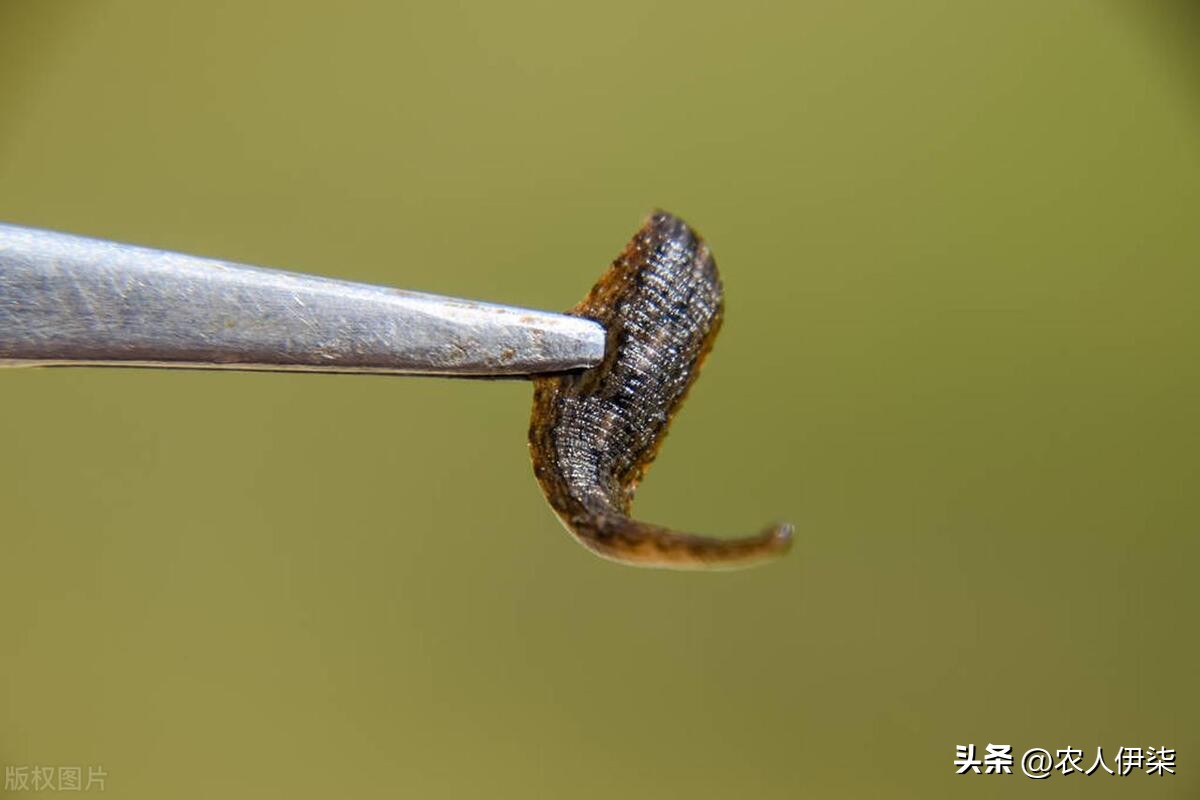 养殖蚂蟥一亩一年能赚多少钱,养殖十斤蚂蟥一年赚多少钱