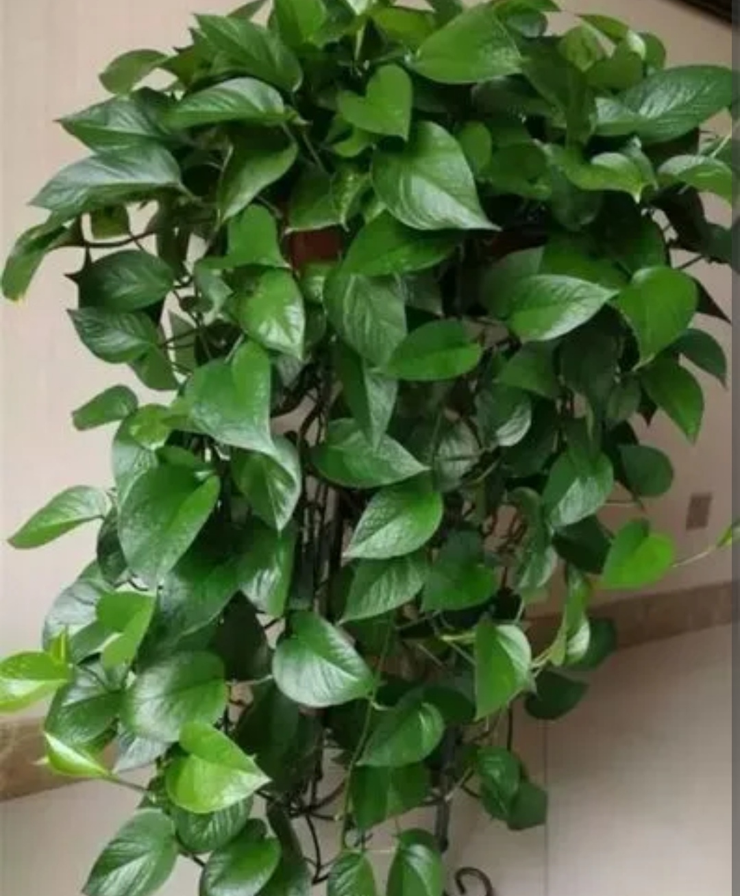 绿萝有黄叶子是什么原因造成的呢,绿萝出现黄叶有几种原因