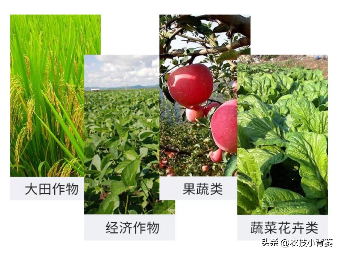 菌剂跟菌肥有什么差别,菌剂和菌肥哪一种更好