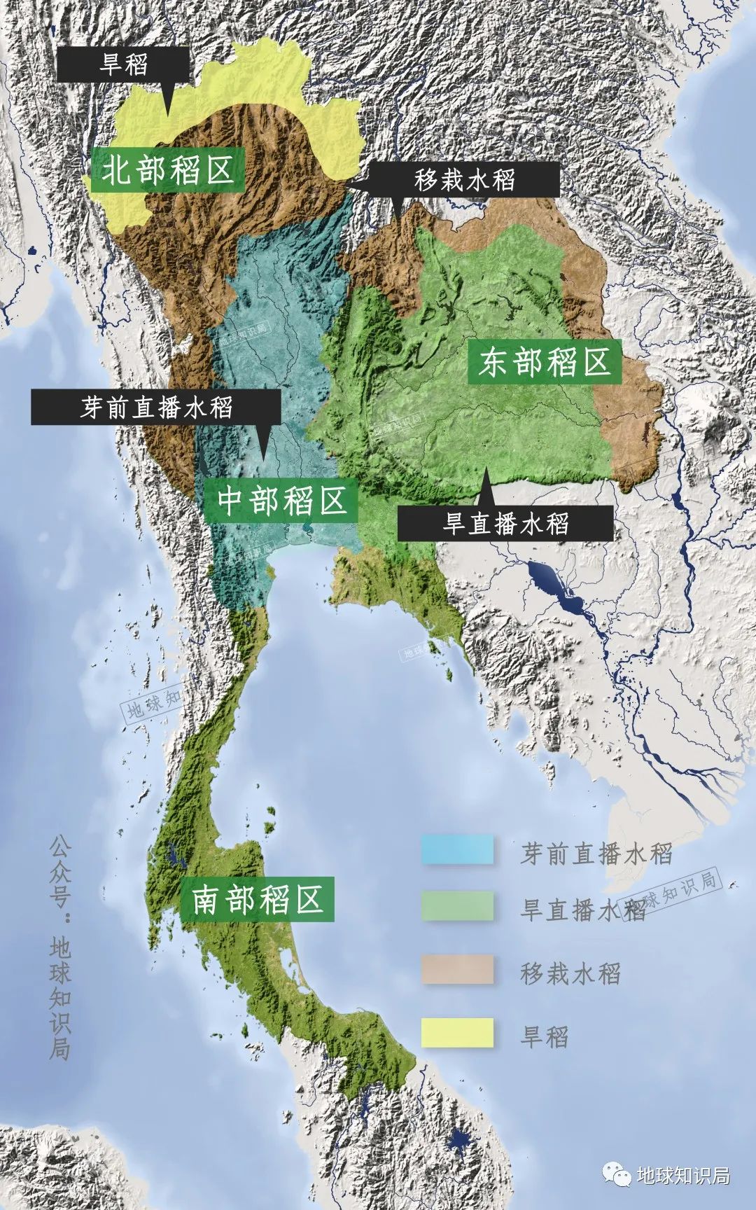 泰国米，从小吃到大|地球知识局