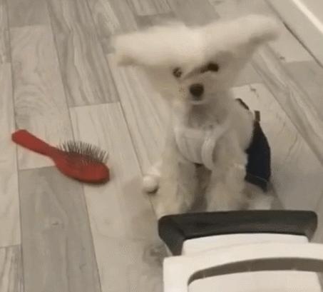 谁懂啊！回南天的养狗人家，惨过住鸡圈！pang臭！