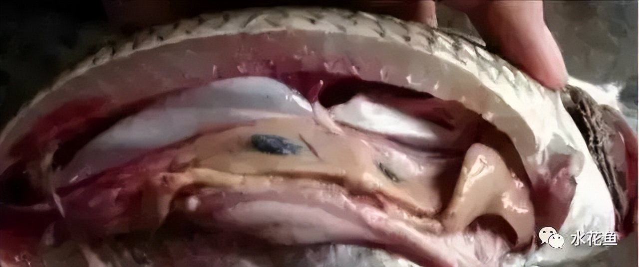 鱼出现败血症怎么治疗,鱼得了败血症怎么治