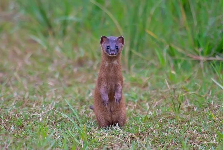 湖北一钓友常被黄鼠狼“打劫”,钓鱼佬被抢劫