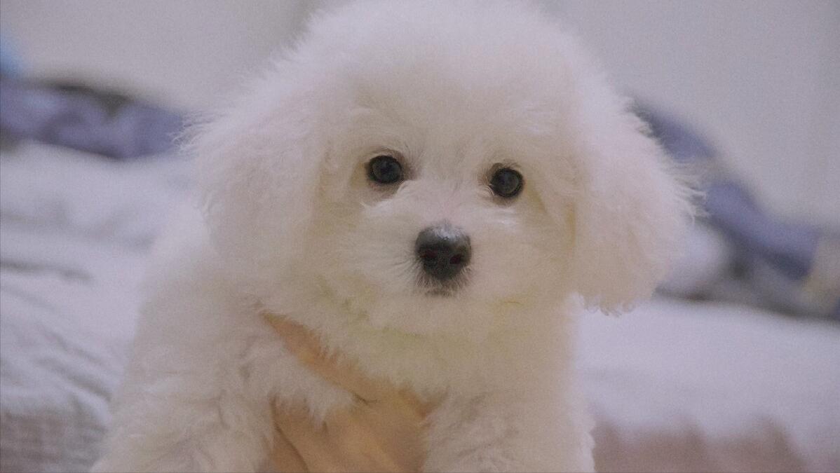 比熊泪痕怎么去除5个小窍门,比熊泪痕严重四大办法轻松消除