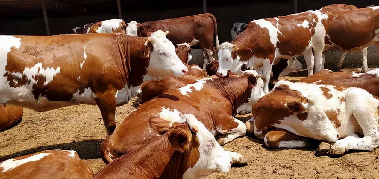 牛流产后怎么治疗最快,牛流产胎衣不下
