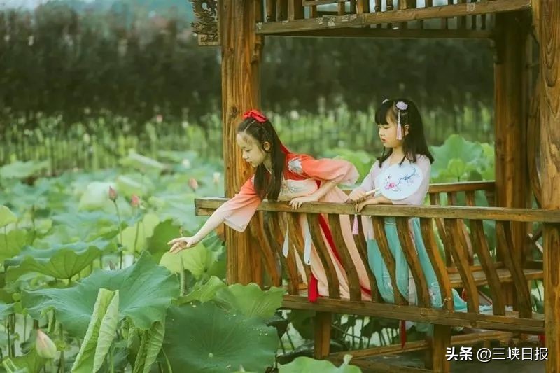 荷花盛开宜昌,宜昌哪里有荷花观赏