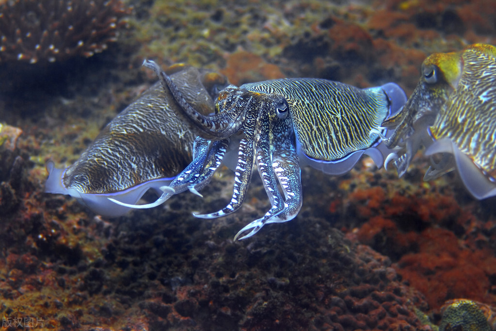 鱿鱼墨鱼章鱼八爪鱼有什么区别吗,如何分清章鱼鱿鱼和墨鱼