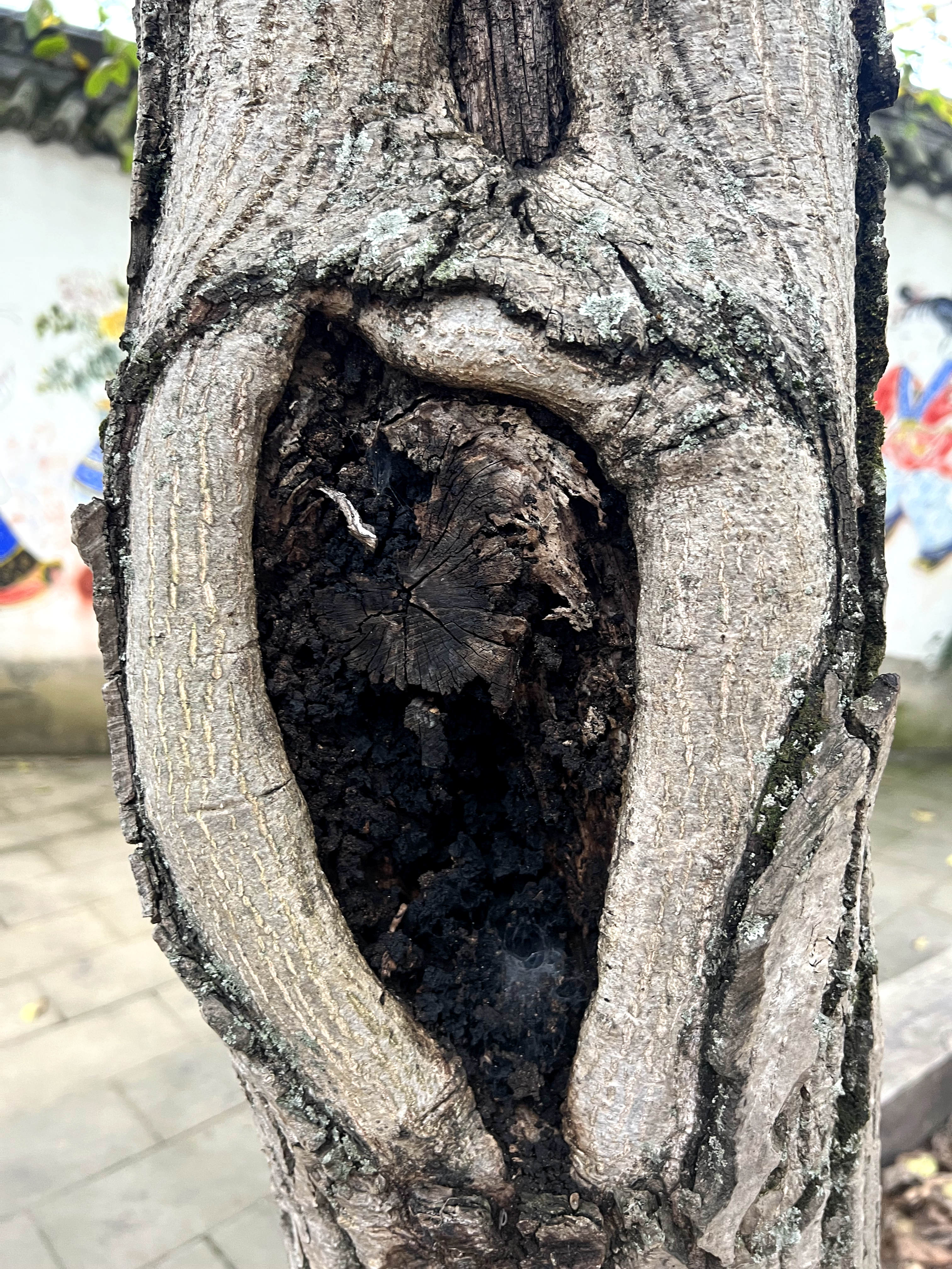 四川广元剑阁核桃树,广元剑阁核桃树