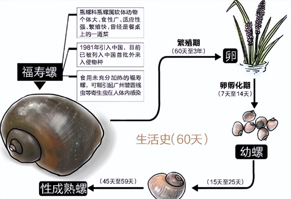 这种螺进入中毒高发季大家别吃,螺的寄生虫有什么危害