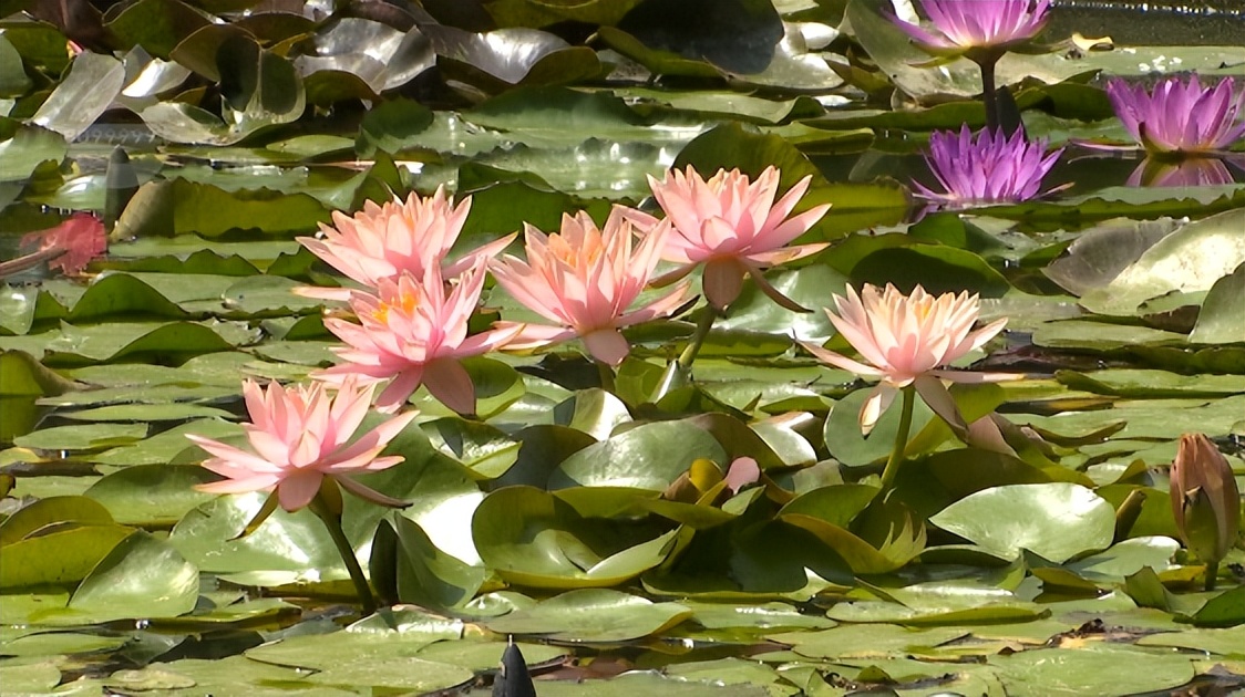 云南昆明热门的夏天避暑活动合集,昆明热门的夏天避暑位置