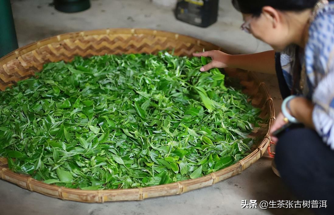9块9的普洱茶和99的普洱茶的区别,普洱茶选购入门