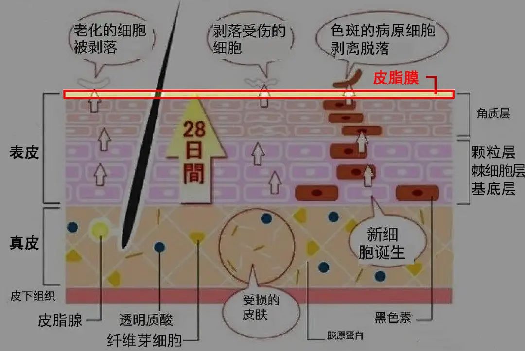 玻尿酸冬天会冻吗,玻尿酸遇到高温会怎么样