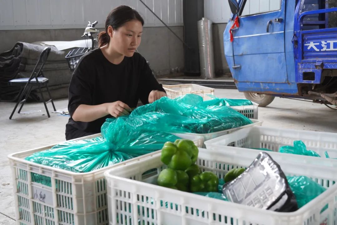 引进蔬菜新品种种出富民大产业,特色蔬菜种植铺就致富路