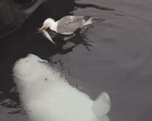 血月天文奇观图片,血月奇景图片