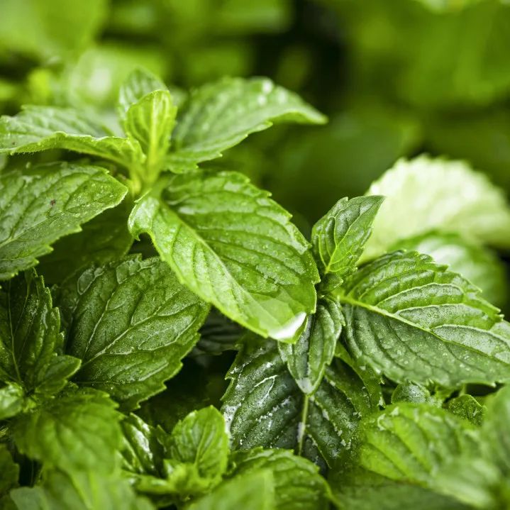 薄荷菊花能一起泡茶可以祛湿热吗,藿香清暑祛湿茶有哪些