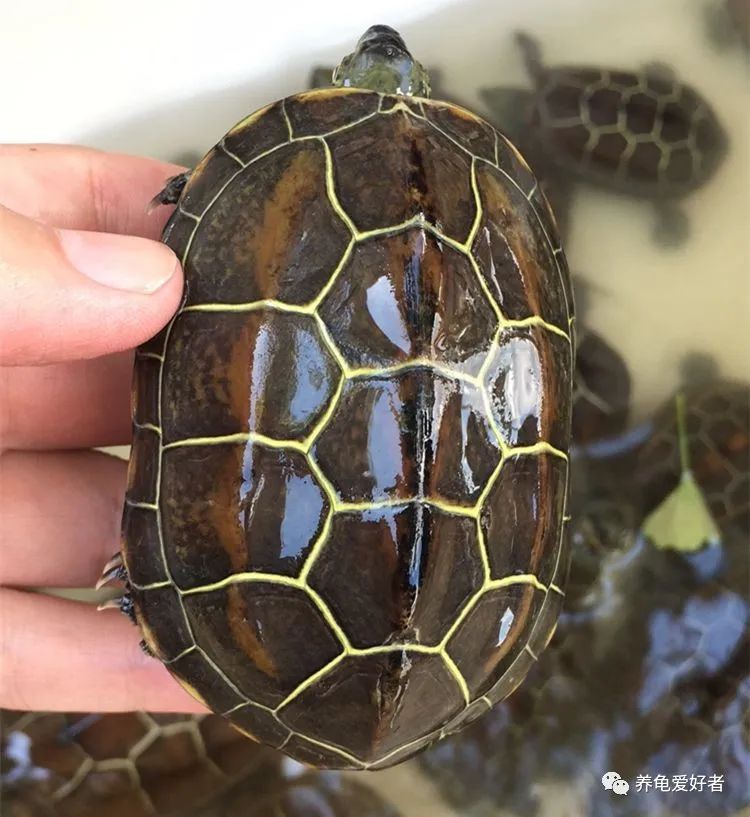 最畅销的龟排行榜,十大最不值得养的龟排名