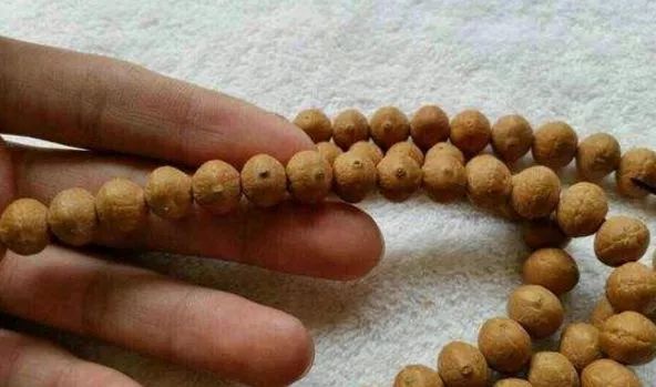 凤眼菩提眼里有坑,凤眼菩提的神秘黑幕