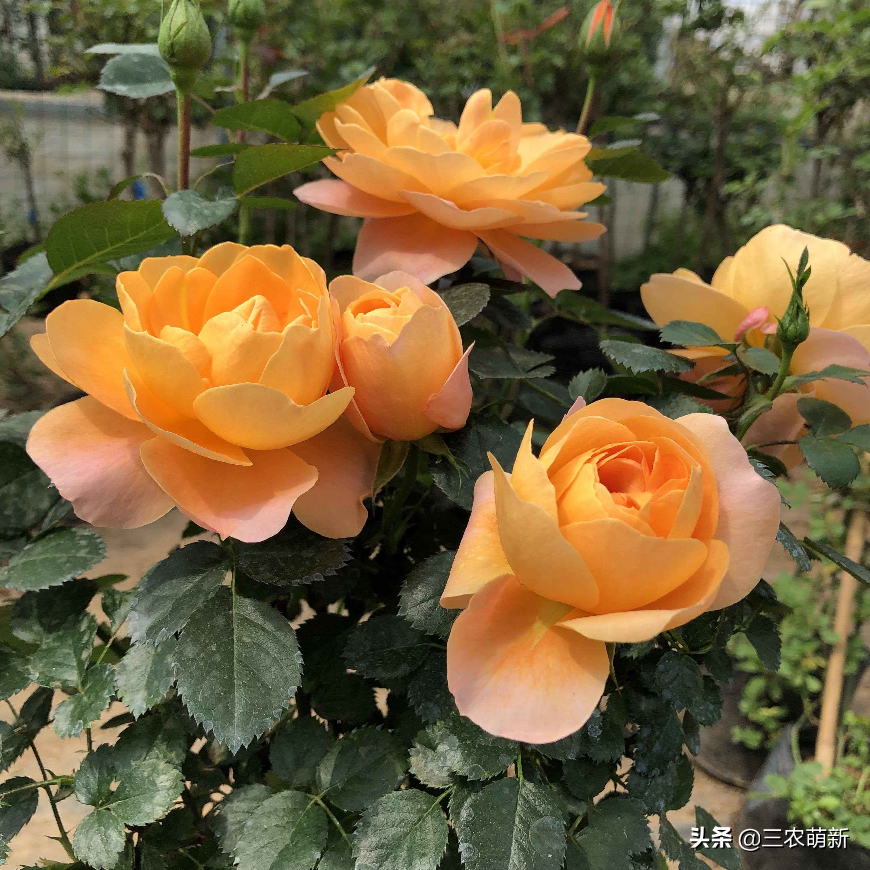 20种月季花图片大全,介绍月季花方法