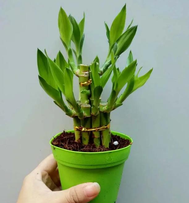 观音竹叶片发黄怎么治,观音竹水培叶尖发黄补救小妙招