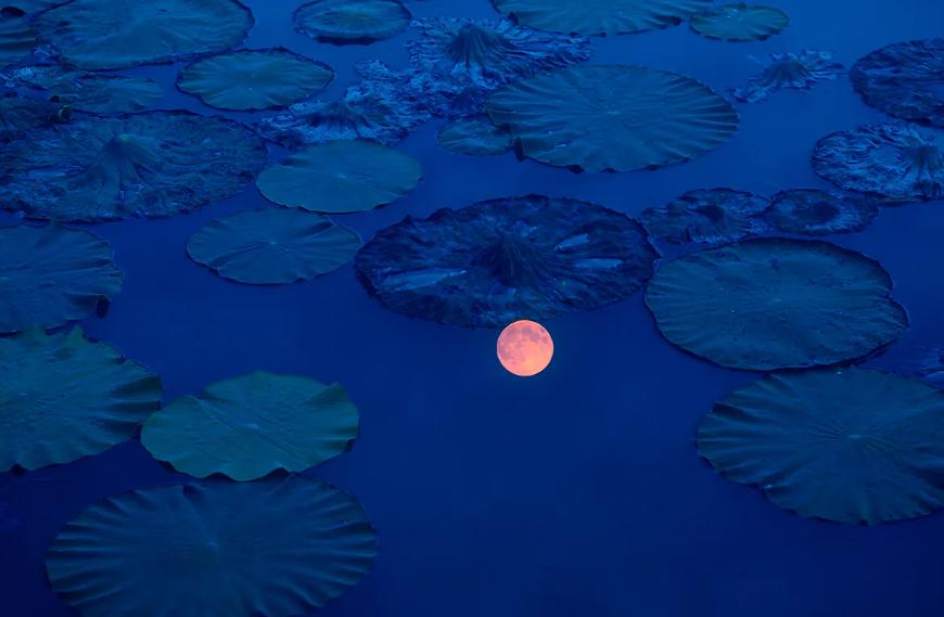 《月夜》古诗词鉴赏6篇,月夜的诗词有哪些表达了什么情感