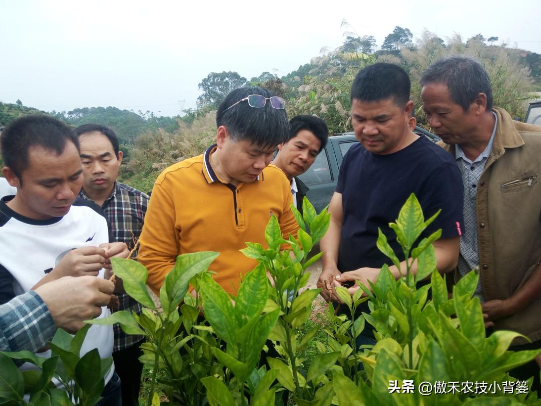 甲维盐杀虫效果变差了?学会用药技巧合理复配,杀虫效果能翻倍