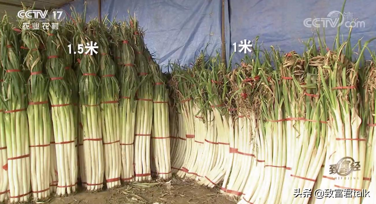 他种的大葱，比姚明高一头