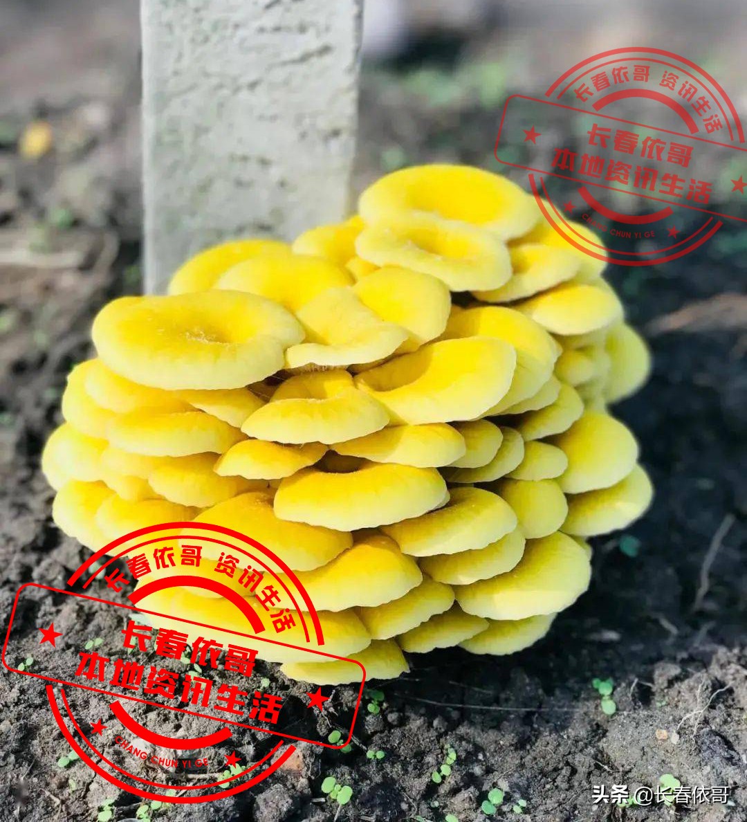 长白山脉的野山珍红蘑,纯天然大山里的野生菌类榛蘑