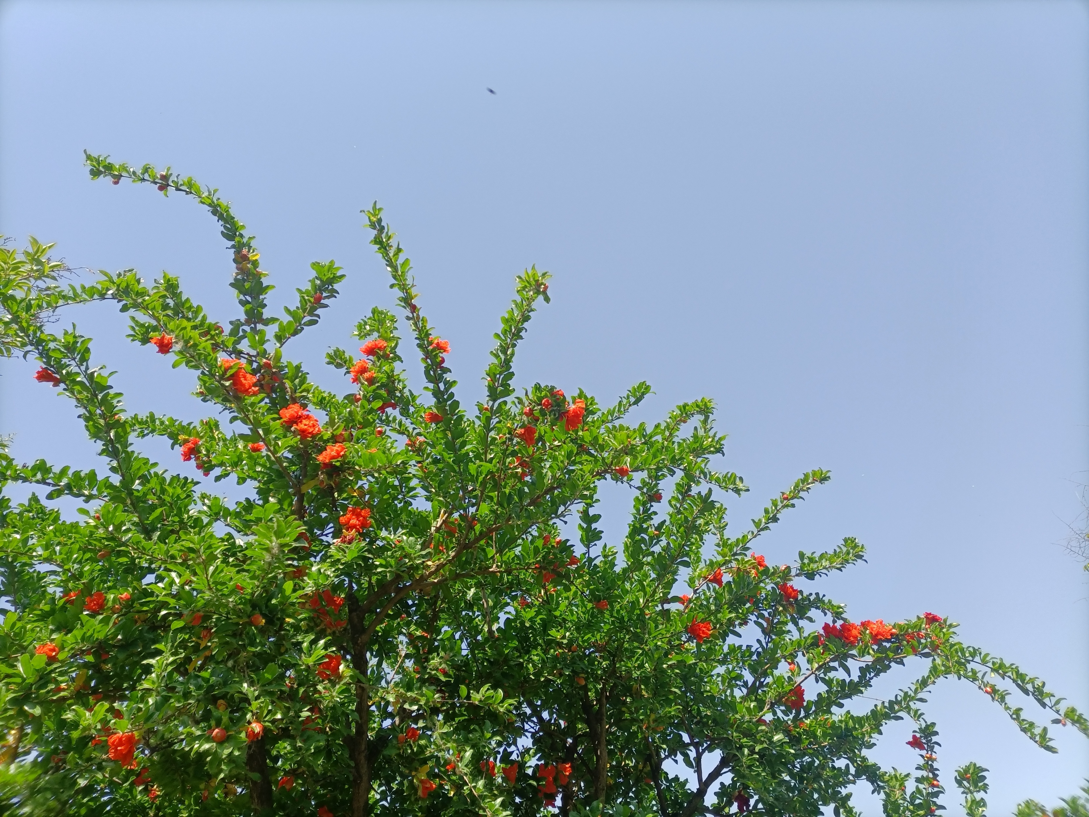 五月石榴花开的唯美诗句,关于石榴花的美文和诗句