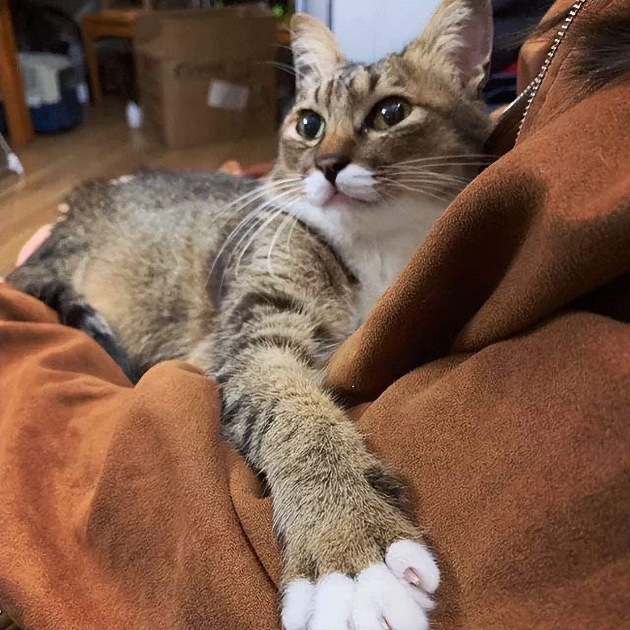 公猫绝育怎么知道做得彻不彻底,公猫绝育到底好不好