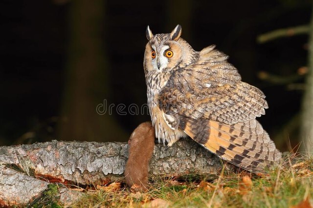 黄鼠狼不是动物吗为什么还有灵性,黄鼠狼科普动物成精