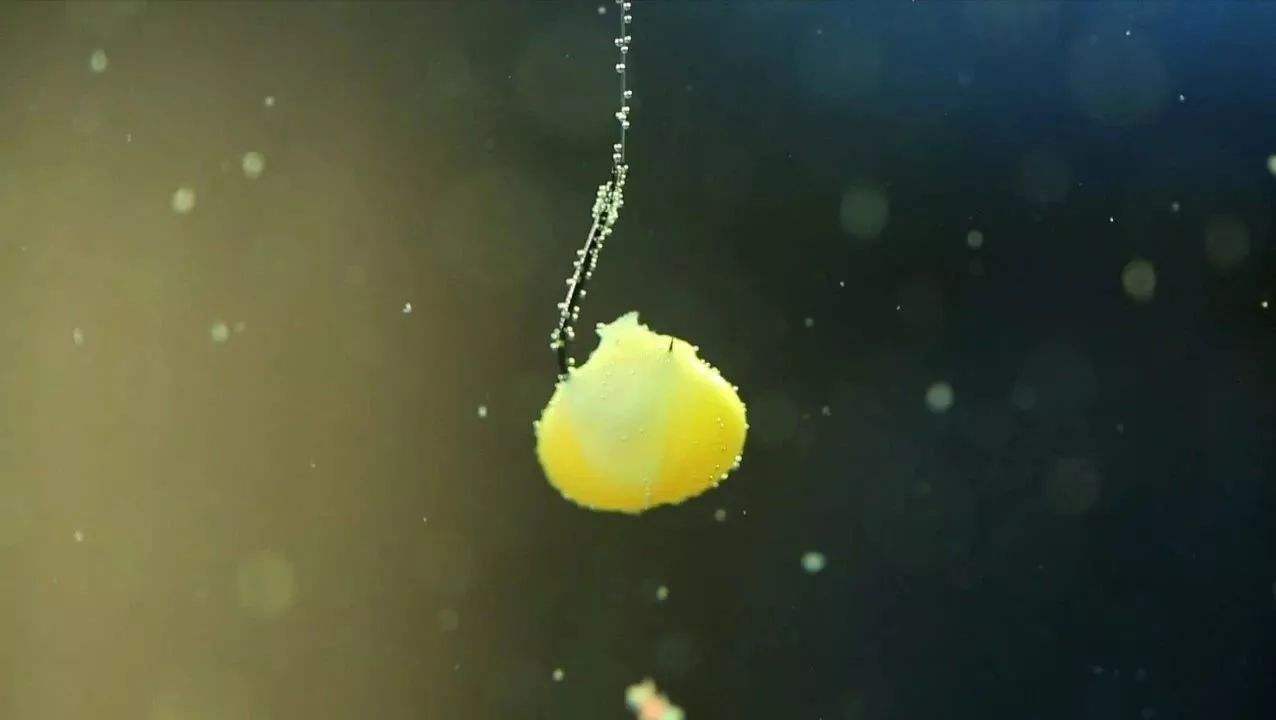 玉米串钩钓鲤鱼的正确方法,玉米钓鱼应该怎么穿鱼钩