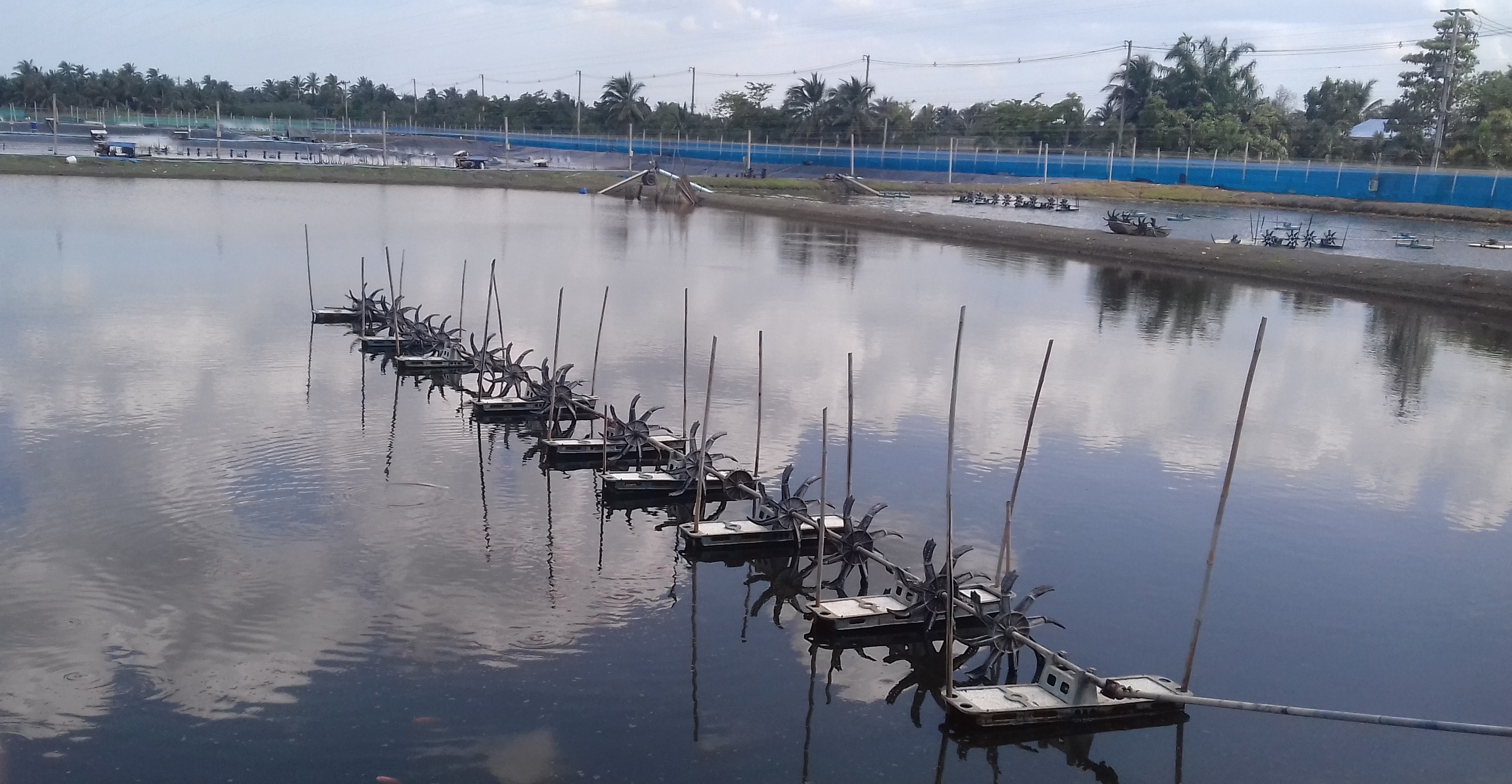 一份小龙虾的成本,大足养殖小龙虾成本