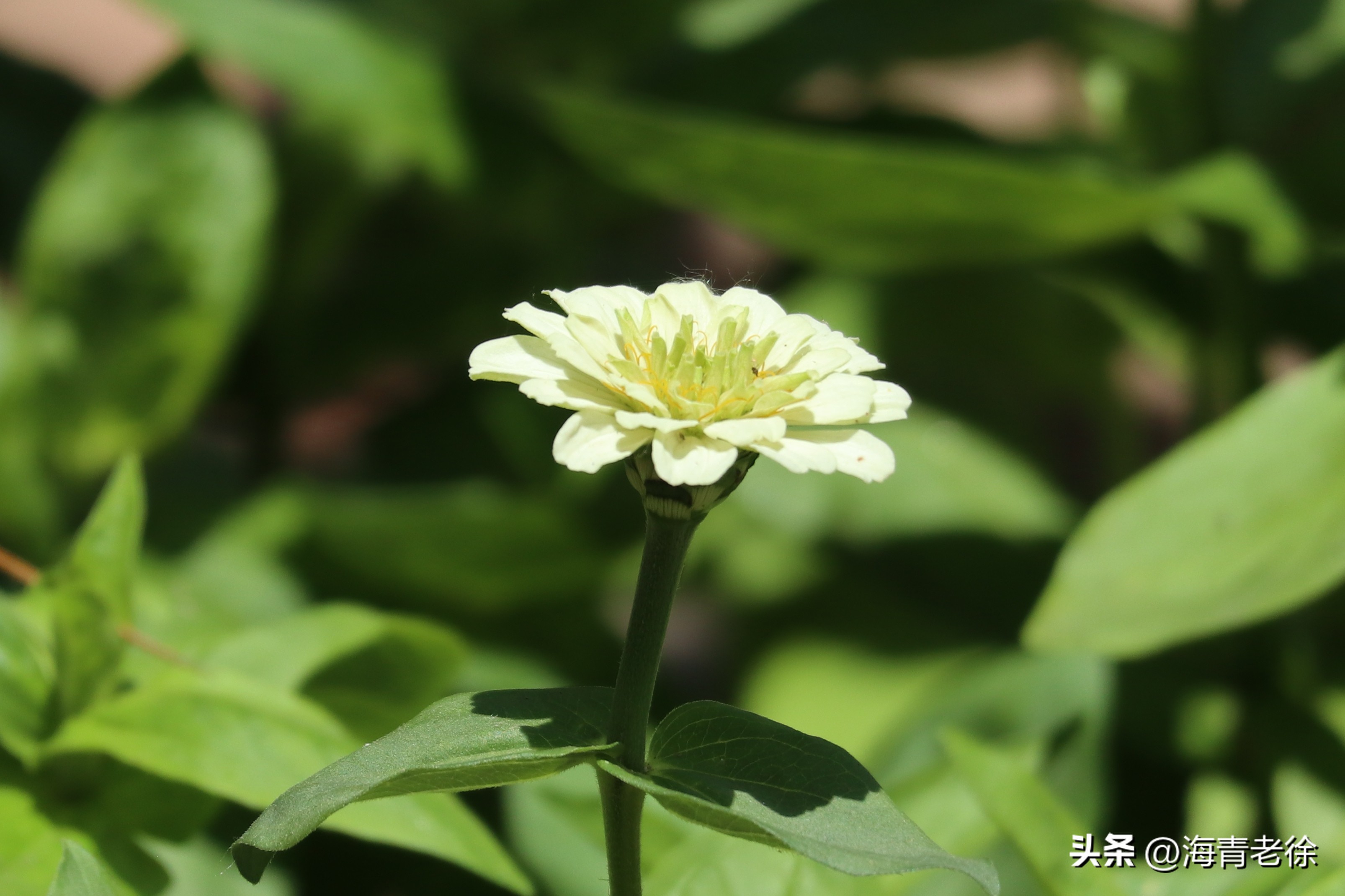 百日菊的花特征,五彩百日菊开花图片