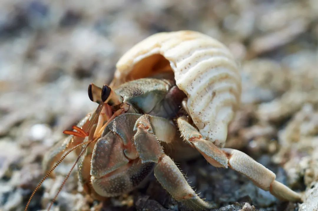 寄居蟹沙子要湿的还是干的,寄居蟹怎么养