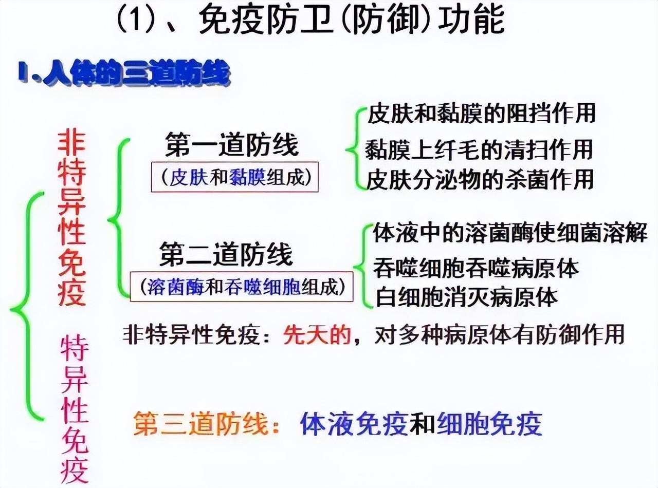 高中生物细胞免疫全知识点视频,生物高中知识点免疫调节