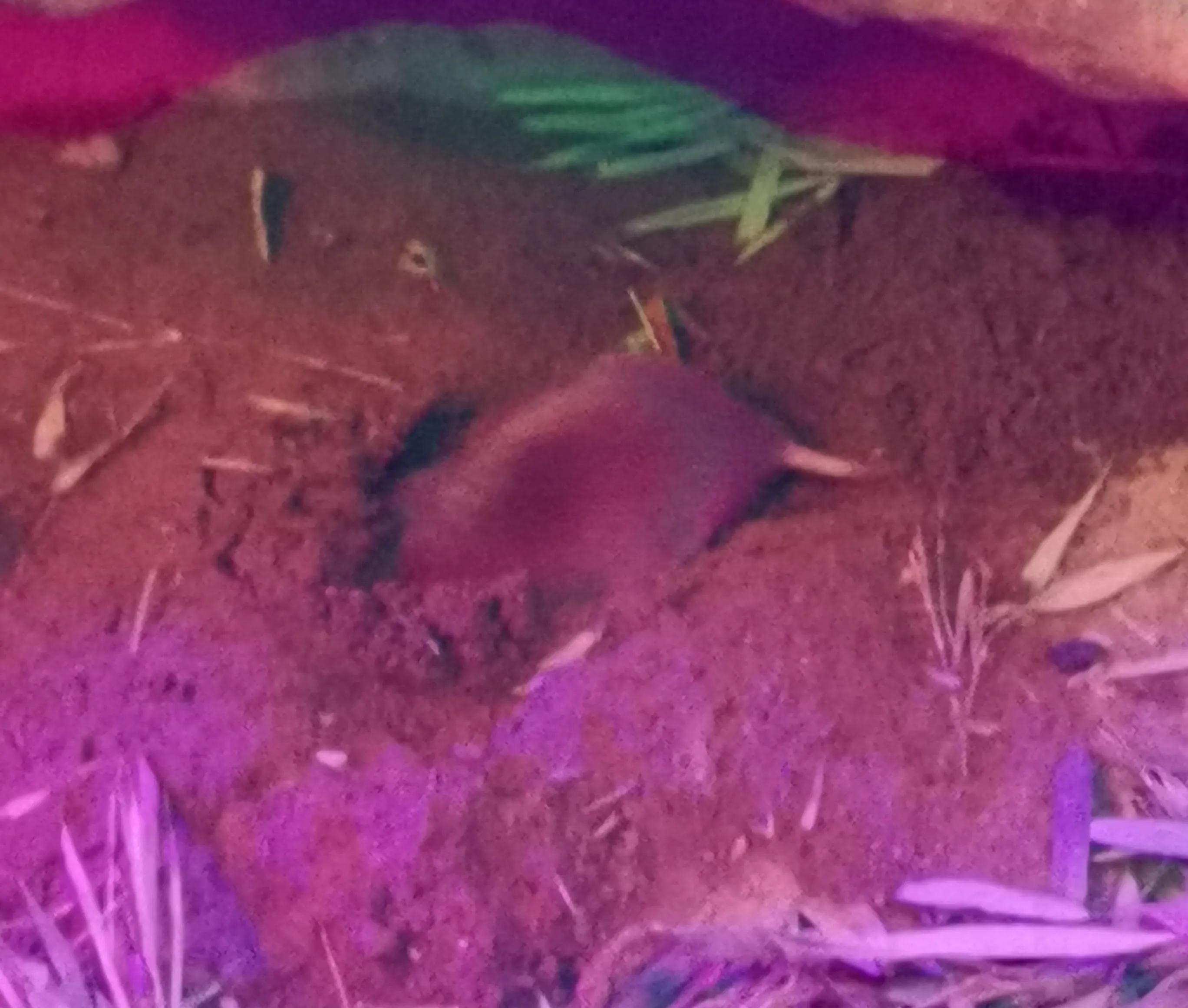 闰土的猹的梗,猹与闰土段子